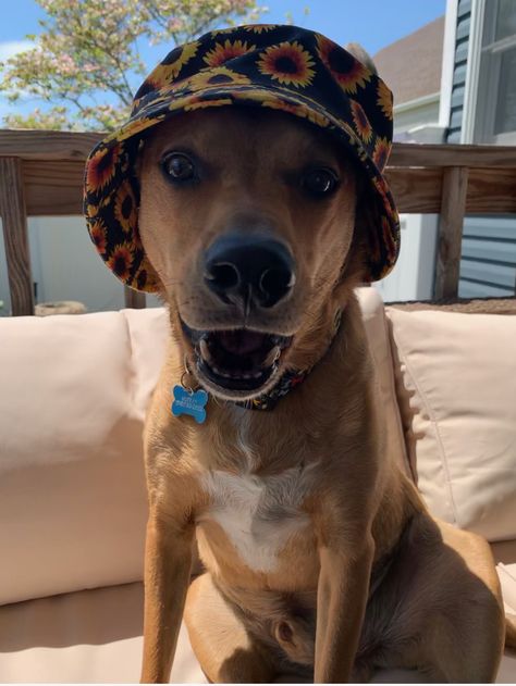 Dog Bucket Hat, Bucket Hats, My Dog, Bucket Hat, Georgia, Hats, Dogs, Hair