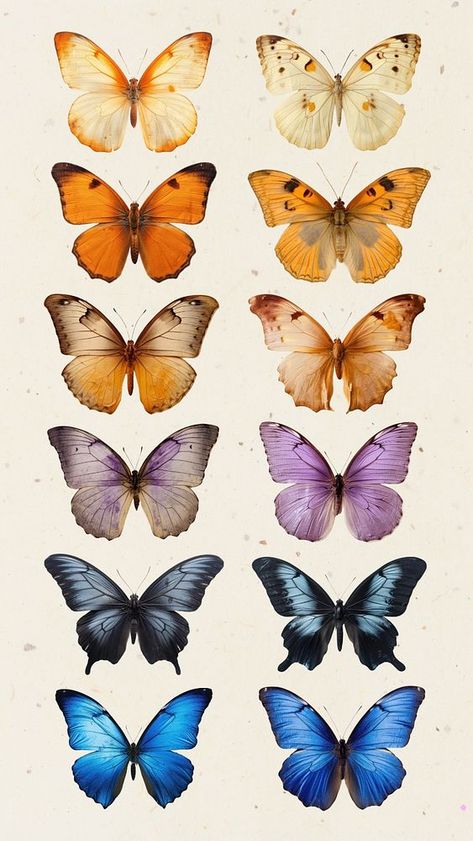 Real Pressed butterfly animal insect isolated element set | premium image by rawpixel.com / Nunny Nature, Pressed Butterfly, Birds Stickers, Butterfly Real, About Butterflies, Real Butterflies, Alpine Lodge, Butterfly Animal, Neon Paint