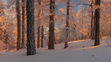 Winter Landscape Photography, Stick Season, Winter Fairy, Snowy Forest, Winter Scenery, Winter Aesthetic, Winter Landscape, Pretty Places, Season Winter