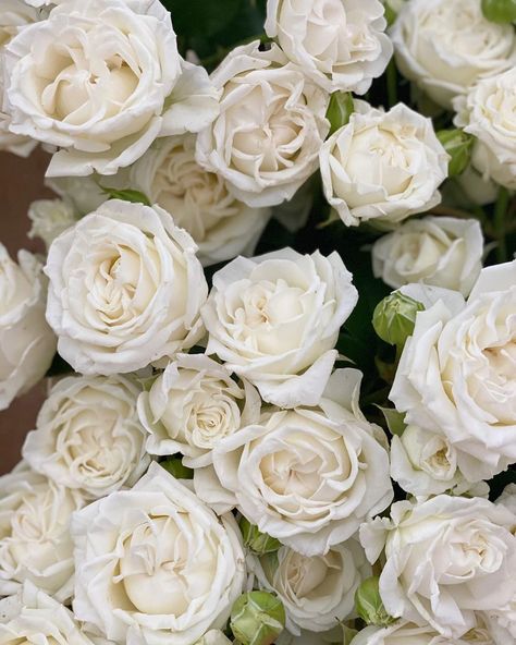 White Spray Roses, Wedding Roses, Spray Roses, Bridesmaid Flowers, Table Flowers, Classic Elegant, Bridal Bouquets, Rose Wedding, Bridal Bouquet