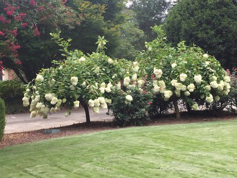 PeeGee Hydrangea – Pruning | Walter Reeves: The Georgia Gardener Pee Gee Hydrangea Landscaping, Peegee Hydrangea Tree, Pruning Panicle Hydrangea, Peegee Hydrangeas, Hydrangea Trees, Hydrangea Pruning, Pee Gee Hydrangea, Hydrangea Grandiflora, Hydrangea Tree