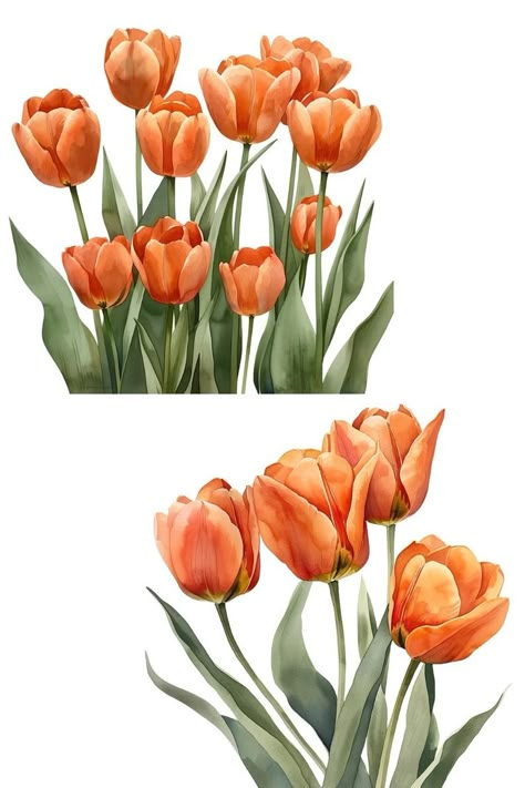 Orange Flower Watercolor, Tulip Graphic Design, Tulips Clipart, Tulips Orange, Tulip Clipart, Watercolor Orange, Flower Graphics, Soft Pastels Drawing, Flower Graphic Design