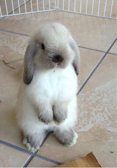 Cute little fluffy bunny. Mini Lop Bunnies, Pet Bunny Rabbits, Mini Lop, Bunny Care, Bun Bun, Fluffy Bunny, Cute Pics, Pet Bunny