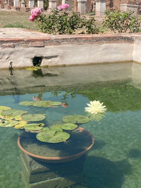 Lily Pond Garden, Pond Lily Pads, Green Pond Aesthetic, Lily Pads Aesthetic, Water Lily Aesthetic, Lotus Pond Garden, Pads Aesthetic, Lily Pad Pond, Mia Thermopolis