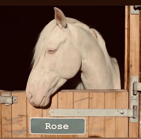 Cremello Andalusian, Albino Horse, Unique Horses, Andalusian Stallion, Dressage Competition, Spanish Horse, Amazing Horses, In Love With Him, Andalusian Horse