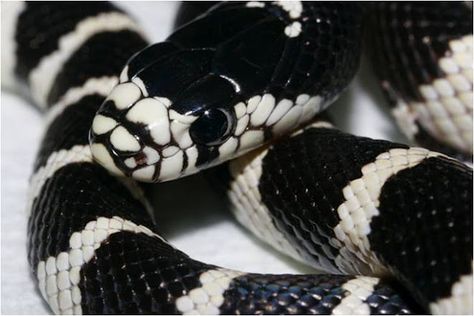 California King Snake Pictures, California King Snake, Dream Snake, Snake Pet, Snake Terrarium, Milk Snake, King Snake, Pretty Snakes, Corn Snake