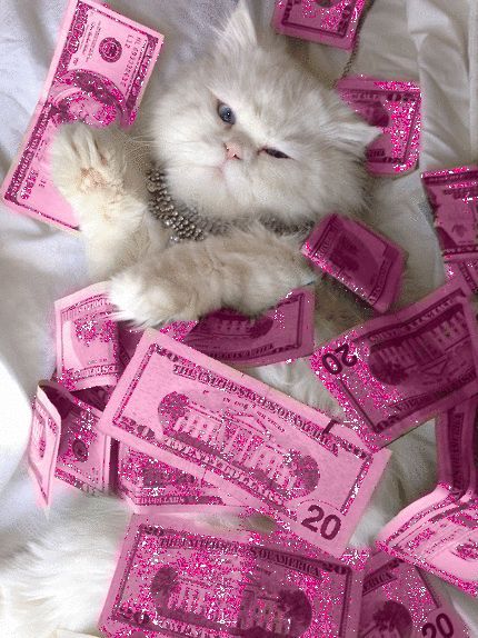 Pink Money, Pink Glitter Wallpaper, Anak Haiwan, Söt Katt, Haiwan Lucu, Pink Tumblr Aesthetic, Cute Cats Photos, Animale Rare, Cute Cat Wallpaper