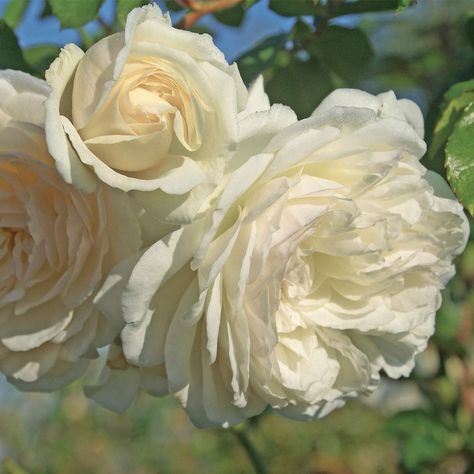 PRICES MAY VARY. Own Root - All of our roses at Heirloom Roses are own root, which means they will produce more blooms, be more hardy, and stay true to variety throughout their lifetimes, contrary to grafted roses. One Gallon - All of our roses are 12-16 months old and delivered in one gallon containers with rich soil. Hardiness Zones: 6-10 Moderately Fragrant & Continual Blooming - Will bloom continuously throughout the growing season. Approximate Size: 10' - 11'+ x 9' - 10' - This is the indef Natural Garland, White Climbing Roses, Red Climbing Roses, Roses Climbing, Greek Garden, Bush Wedding, Spring Crops, Fall Crop, Climbing Rose