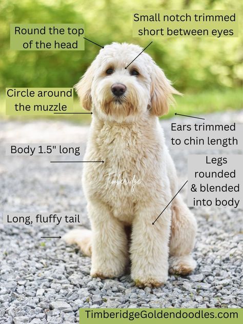 goldendoodle grooming Archives - Timberidge Goldendoodles Dog Grooming Beginner, Goldendoodle Face Grooming, F1 Goldendoodle Haircut, Golden Doodle Accessories, Wavy Goldendoodle Haircut, Mini Goldendoodle Haircut Styles, How To Groom A Goldendoodle, Golden Doodle Summer Haircut, Goldendoodle Grooming Haircuts