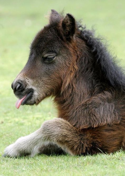 Adorable baby horse  #horse #horses #foal #babyhorse #babyhorses   http://www.islandcowgirl.com/ Mini Horses, Tiny Horses, Shetland Pony, Mini Horse, Baby Horses, Majestic Horse, All The Pretty Horses, Miniature Horse, Pretty Horses