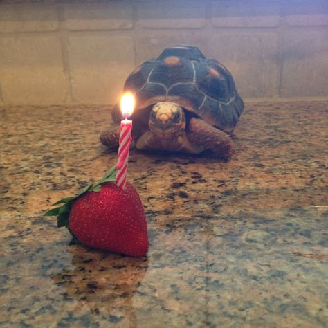 Cute Animal Pfp, Pet Tortoise, Funny Animal Pics, Animal Pfp, Funny Animal Art, Tortoise Enclosure, Cute Tortoise, Tortoise Habitat, Baby Tortoise