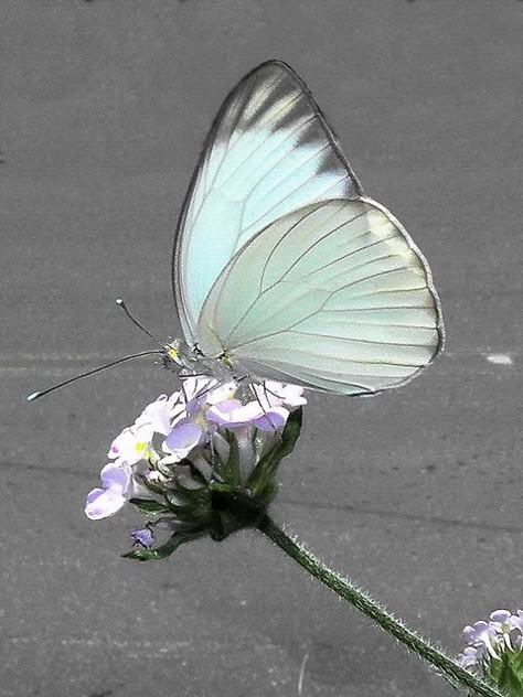 Most Beautiful Butterfly, Butterfly Images, Beautiful Bugs, Butterfly Pictures, Butterfly Effect, White Butterfly, Butterfly Garden, Butterfly Art, Butterfly Flowers