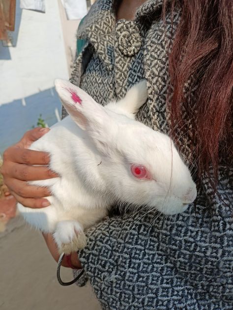 White rabbit with red eyes Red Eyed Rabbit, White Rabbit Red Eyes, Beverage Design, Black Bunny, Bunny Head, Bunny Bunny, White Rabbits, Photos Of Eyes, Unusual Animals