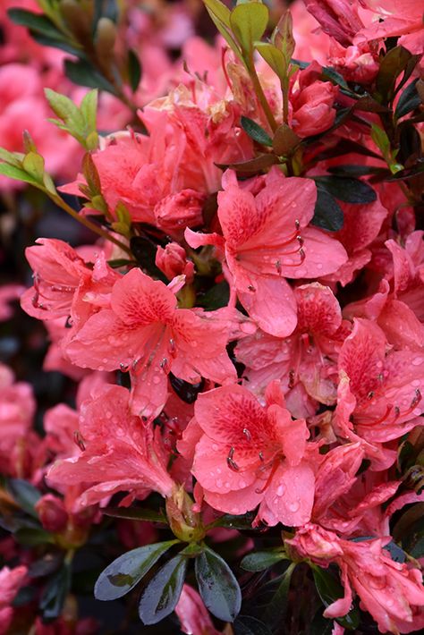 Fashion Azalea (Rhododendron 'Fashion') at Oakland Nurseries Inc Azaleas Care, Azalea Shrub, Azalea Flower, Flowering Bushes, Diy Garden Fountains, Fall Bulbs, Red And Purple, Most Beautiful Flowers, Garden Fountains