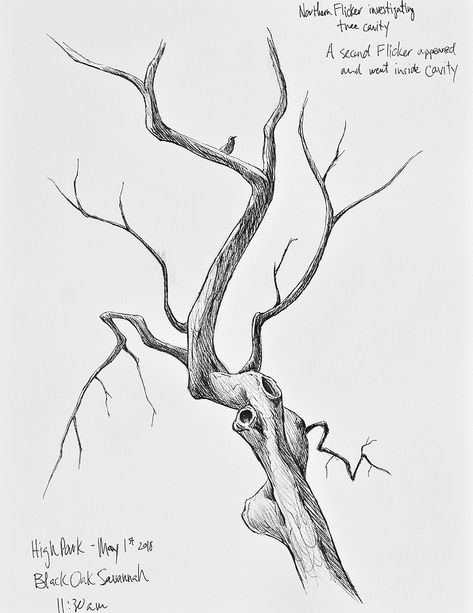 Tree Branches Drawing, Tree Branch Sketch, Tree Branch Drawing, Branches Drawing, Tree Pencil Sketch, Pencil Sketch Tutorial, Roots Drawing, Branches With Leaves, Branch Drawing