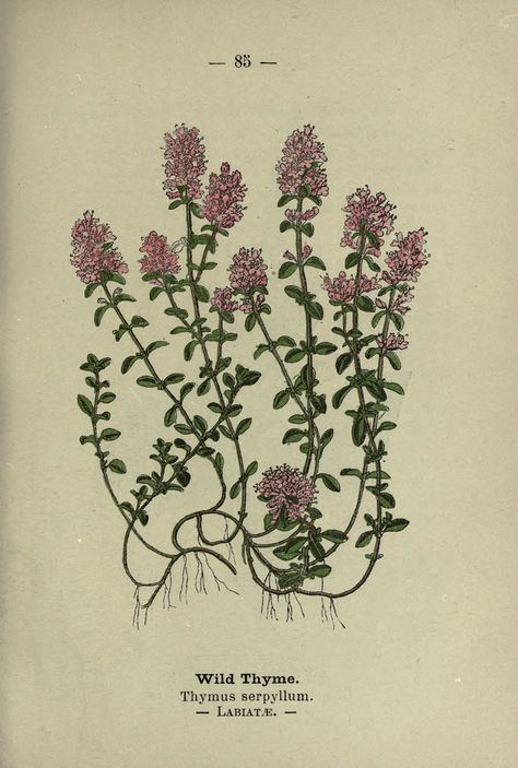 Wayside and woodland blossoms :. London ;F. Warne,1895.. Thymus Serpyllum, Thyme Flower, British Wild Flowers, Wild Thyme, Decor Studio, Botanical Illustration Vintage, Vintage Botanical Prints, Scientific Illustration, Botanical Drawings