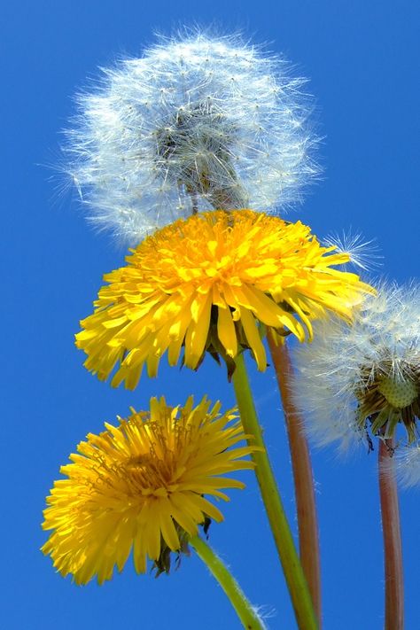 dandelions Dandelion Puffs, Dandelion Art, Beauty Of The World, Dandelion Wish, Dandelion Flower, Growing Flowers, Mellow Yellow, Flowers Nature, Daffodils