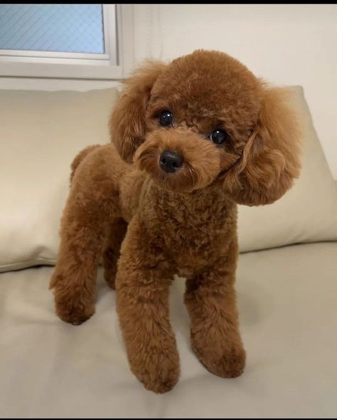 Bichpoo Haircut Styles, Toy Poodle Photoshoot, Teacup Poodle Haircut Styles, Summer Poodle Cuts, Mini Poodle Haircut Styles Teddy Bear, Toy Poodle Grooming Styles, Yorkipoo Haircut, Poodle Cuts Pet Grooming, Poodle Haircut Styles Teddy Bears