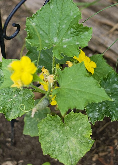 The Hippy Homemaker: Milk, A Garden Miracle Against Powdery Mildew Organic Gardening Tips, Garden Remedies, Garden Pest Control, Garden Veggies, Powdery Mildew, Veg Garden, Home Vegetable Garden, Garden Yard Ideas, Garden Pests