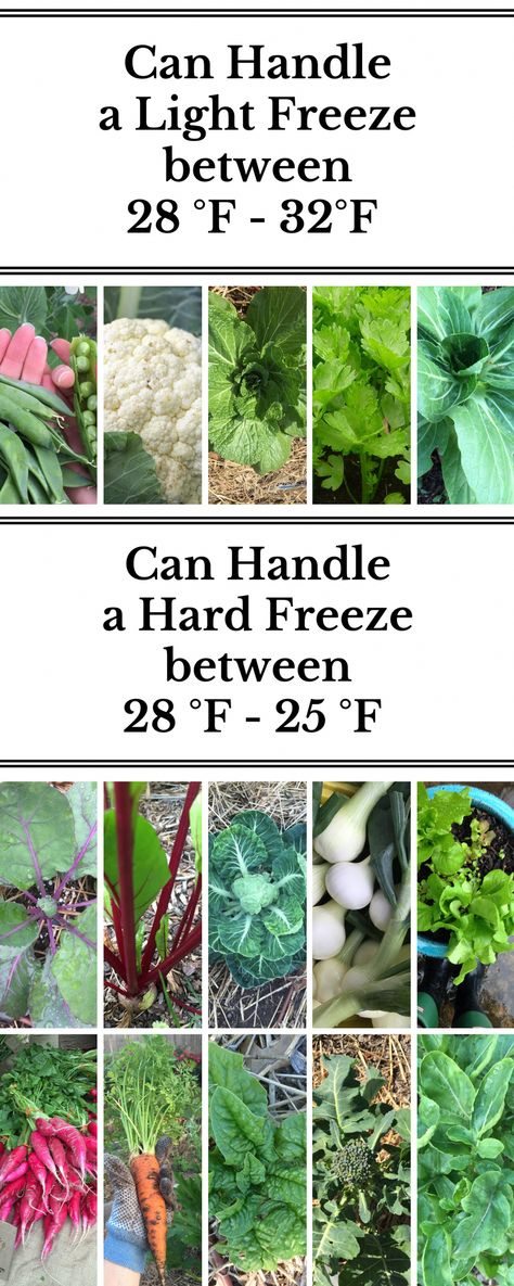 Before deciding on which plants to grow, you need to know which are warm season and cool season plants. Growing in the winter means you need to take it a step further and learn about frost tolerance in cool season crops. Here's an article that breaks it down, helping you decide what to grow when! #backyardorganicgarden Indoor Vegetables, Winter Vegetables Gardening, Indoor Vegetable Gardening, Fall Vegetables, Plants Growing, Fall Garden Vegetables, Plants To Grow, Organic Vegetable Garden, Winter Vegetables