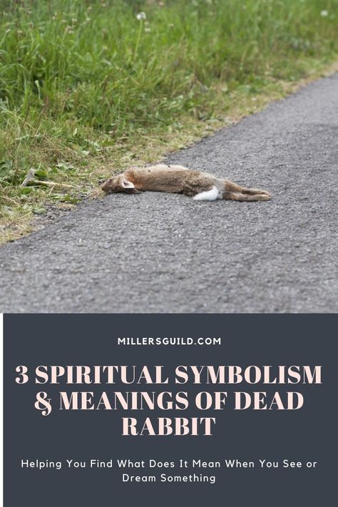 3 Spiritual Symbolism & Meanings of Dead Rabbit 1 Bunny Meaning, Animals Symbolism, Rabbit Symbolism, Dead Bunny, Guardian Of The Moon, Dead Rabbit, Folk Horror, Become A Better Person, Animal Meanings