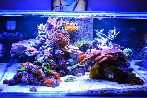 Nice shallow slope (lhs) and nice gutter in middle with Monti's shading over it Saltwater Tank Setup, Reef Aquascape, Reef Tank Design, Reef Aquascaping, Reef Tank Aquascaping, Nano Reef Tank, Coral Aquarium, Marine Fish Tanks, Coral Reef Aquarium