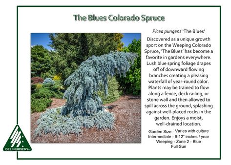 The Blues Colorado Spruce Picea pungens ‘The Blues’ was discovered as a unique growth sport on a Weeping Colorado Spruce and has become a favorite in gardens everywhere. Lush blue spring foliage drapes off of downward flowing branches creating a pleasing waterfall of year-round color. Plants may be trained to flow along a fence, deck railing, or […] Picea Pungens Glauca, Colorado Spruce, Spring Foliage, Picea Pungens, Columnar Trees, Deck Railing, Broken Arrow, Blue Spruce, Deck Railings