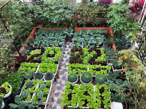 Roof Vegetable Garden, Vege Garden, Veggie Patch, Potager Garden, Permaculture Gardening, Community Garden, Veg Garden, Garden Park, Rooftop Garden