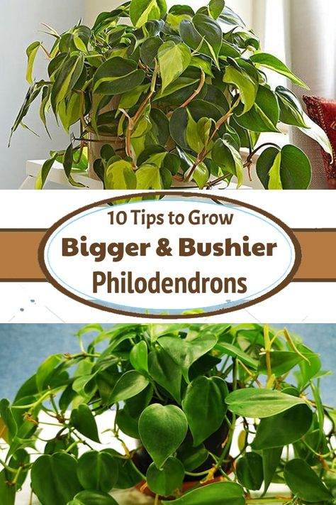 Want to make your Philos bushy? Here are some important tips and tricks on How to Make Philodendron Plants Bigger & Bushier! Bushy House Plants, Philonderon Plants, Philodendrons Plants, Philodendron Care Tips, Pothos In Water, Plants Care Tips, Philodendron Care, Houseplant Ideas, Plants Outside