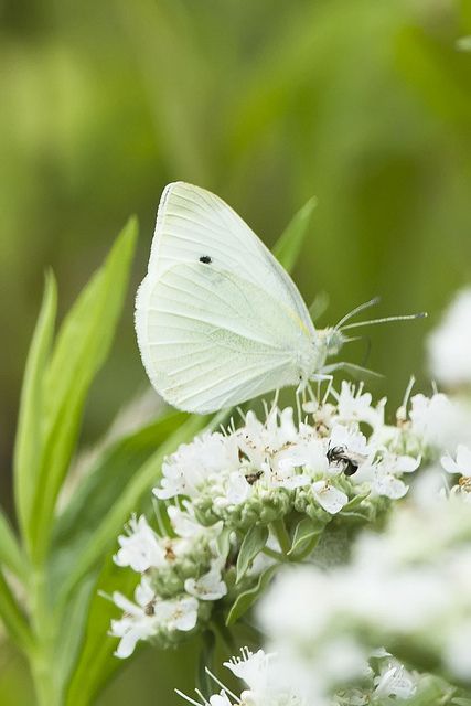 Borboleta branca Moth Caterpillar, Butterfly Kisses, White Gardens, White Butterfly, Gardening Supplies, Butterfly Garden, Spring Green, Beautiful Butterflies, Beautiful Creatures