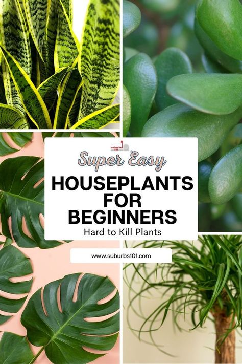 Houseplants For Beginners, Best Office Plants, Houseplant Tips, Beautiful Houseplants, Houseplant Collection, Best Houseplants, Easy Care Houseplants, Houseplant Care, Potted Plants Outdoor