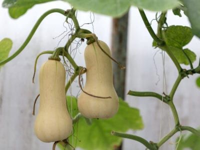 Growing Butternut Squash, Butternut Squash Seeds, Squash Plant, Spring Crops, Squash Seeds, Beefsteak Tomato, Tomato Seeds, Vegetable Seasoning, Seasonal Garden