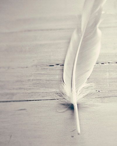 Feather Photo, Feather Angel Wings, Angel Feathers, Feather Wings, White Feather, White Feathers, Shades Of White, Life Photography, Still Life Photography