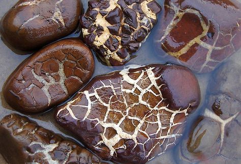 Septarian stones - Septarian (also known as Dragonstone) gets its name from the Latin word "saeptum", which means a small wall or enclosure. The mineral-filled cracks that divide the walls of the septarian concretion give this stone a distinctive appearance. Lake Michigan Stones, Mineral Identification, Lake Michigan Beaches, Michigan Beaches, Rocks And Fossils, Rock Hunting, Geology Rocks, Rock Minerals, Beach Rocks