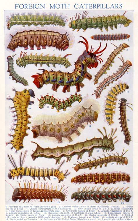 Scientific Illustration — intheheatherbright: Moth Caterpillars. Arthur... Colorful Moths, Moth Caterpillar, Science Illustration, Beautiful Bugs, Creepy Crawlies, Insect Art, Scientific Illustration, Bugs And Insects, Nature Illustration