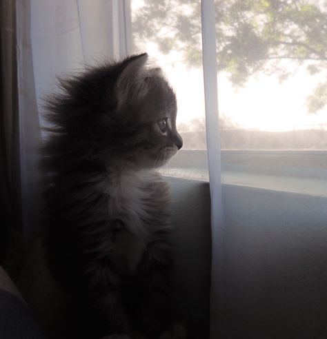 Staring out the window. Staring Out The Window, Tiny Kitten, The Window, Kittens Cutest, Kittens, Cute Animals, Dogs, Animals