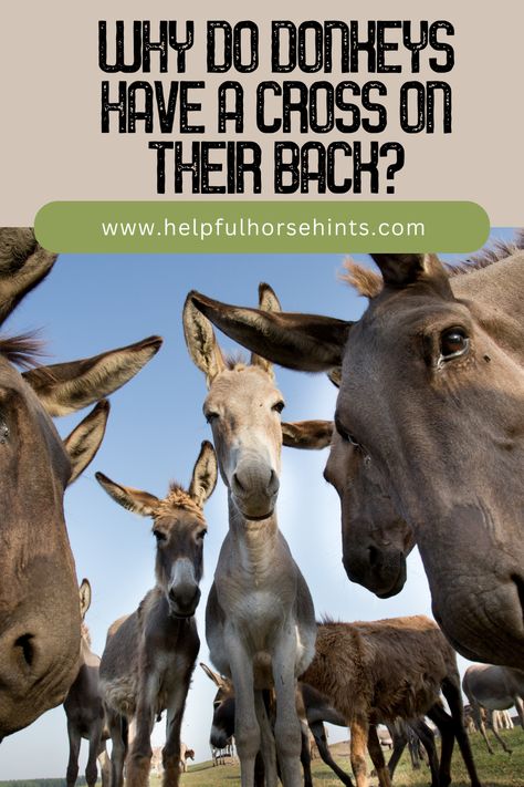 Donkeys are popular farm animals and those familiar with them probably know about the crosses on their backs. Donkeys have crosses on their back because it is a trait passed down genetically throughout history to modern-day donkeys. Learn more about donkeys and the myths as well as facts about why they have crosses on their backs in this article. #horse #roanhorse #horselover #bayhorse #horsecolors #helpfulhorsehints Donkey Photography, Donkey Breeds, Donkey Care, Mini Donkeys, Mini Donkey, Horse Riding Tips, Bay Horse, A Donkey, Petting Zoo