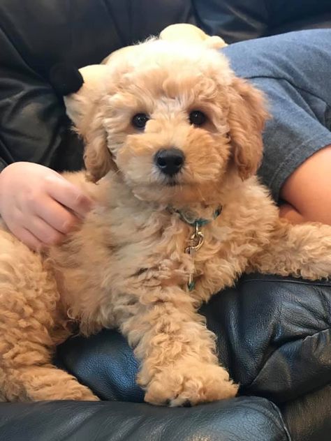 Mini Doodle Puppy, Mini Goodlendoodle Puppy, Micro Mini Golden Doodle, Mini Goldendoodle Aesthetic, Golden Doodle Miniature, Golden Maltipoo, Mini Goodlendoodle, Mini Golden Doodle Full Grown, Mini Golden Doodle Haircut