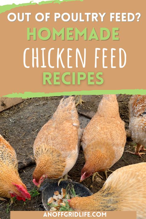 Chickens eating scraps Chicken Feed Recipes, Chicken Feed Recipe, Homemade Chicken Feed, Organic Chicken Feed, Chicken Mama, Corn Chicken, Backyard Flocks, Keeping Chickens, Chicken Feed