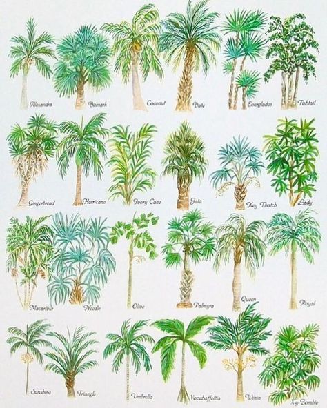 Palm Dreams... Palm Tree Drawing, Palm Trees Landscaping, Florida Landscaping, Palm Trees Painting, Tree Watercolor, Desain Lanskap, Tropical Tree, Beach Watercolor, Watercolor Trees