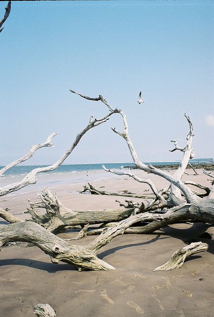 Gull at Black Rock Trail Nassau Sound Driftwood Beach by Latent Image Photography, via Flickr Beach Pic, Driftwood Beach, Beach Wood, Mediterranean Decor, Seaside Cottage, Beach Rocks, Coastal Beaches, Black Rock, Decorating Small Spaces