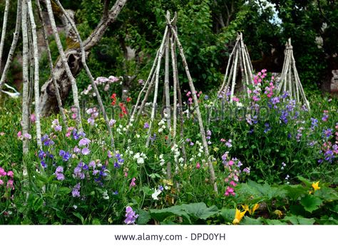 lathyrus sweet peas pea grow growing up wigwam plant supports frame frames summer annuals climbers climbing flowers wigwams Stock Photo Pea Trellis, Climbing Plant Support, Sweet Pea Plant, Growing Sweet Peas, Climbing Flowers, Perennial Flower, Sweet Pea Flowers, Pea Flower, Cut Flower Garden