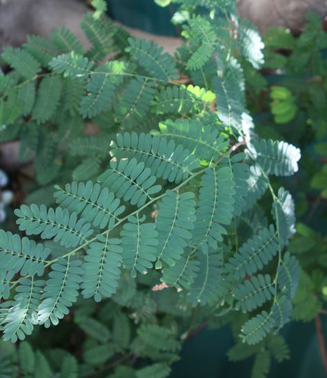 Tamarind leaves - How to grow beatiful Tamarind plant, growing Tamarind tree in your garden http://www.growplants.org/growing/tamarind Tamarindo, Tamarind Plant, White Sapote, Tamarind Tree, Star Apple, Tree Growing, Backyard Plants, Plant Growing, Duck Recipes