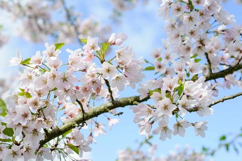 The best cherry blossom trees for your garden Spring Blooming Trees, Ornamental Cherry, Small City Garden, Flowering Tree, List Of Flowers, Japan Garden, Spring Tree, Spring Plants, Cherry Blossom Flowers