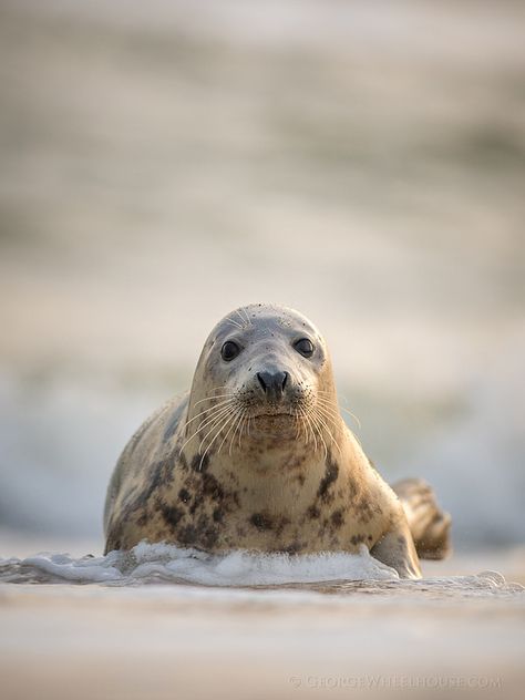 Nature, Selkie Story, Seal Photography, Grey Seal, Harp Seal, Jewel Of The Seas, Backyard Flowers, Shop Windows, Ceramics Pottery Art