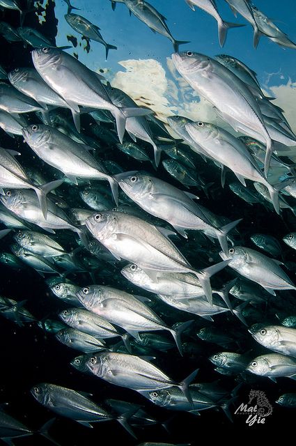 Fish Shoal Art, Schooling Fish, Schools Of Fish, Fish School, Shoal Of Fish, Diving School, Underwater Pictures, School Of Fish, Beautiful Sea Creatures