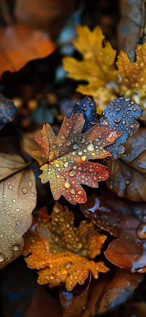 Rustic Thanksgiving, Autumn Magic, Montage Photo, Autumn Beauty, Morning Pictures, Pretty Wallpapers Backgrounds, Autumn Aesthetic, Fall Wallpaper, Leaf Art