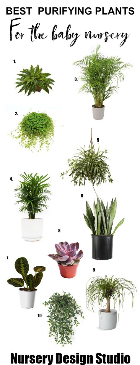 HOUSE PLANTS FOR BABY NURSERY | Adding plants to the baby nursery is one of the easiest ways to breathe some life into nursery and add a doze of green color. Today we are rounding up the best air purifying house plants for baby's nursery. Plants For Baby Nursery, Baby Room Boy, Best Air Purifying Plants, Air Cleaning Plants, Air Purifying House Plants, Credit Card Design, Home Air Purifier, Trendy Baby Nursery, Baby Sleep Problems