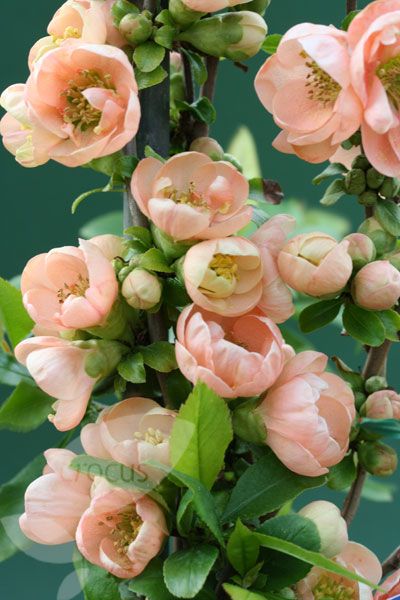 Flowering Quince (Chaenomeles speciosa) 'Geisha Girl' Chaenomeles Speciosa, Flowering Quince, Have Inspiration, Deco Floral, Ranunculus, Beautiful Blooms, Ikebana, Amazing Flowers, Love Flowers