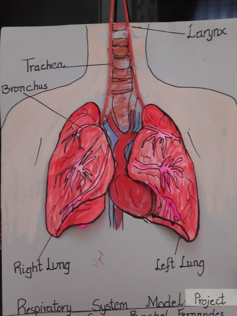 School projects and assignments Respiratory System Model, Respiratory System Projects, Diy School, White Sheet, Cool Pencil Drawings, System Model, Science Project, Respiratory System, Research Projects